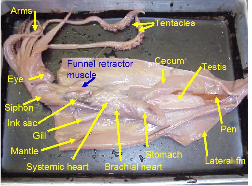 Squid Dissection Lab Companion